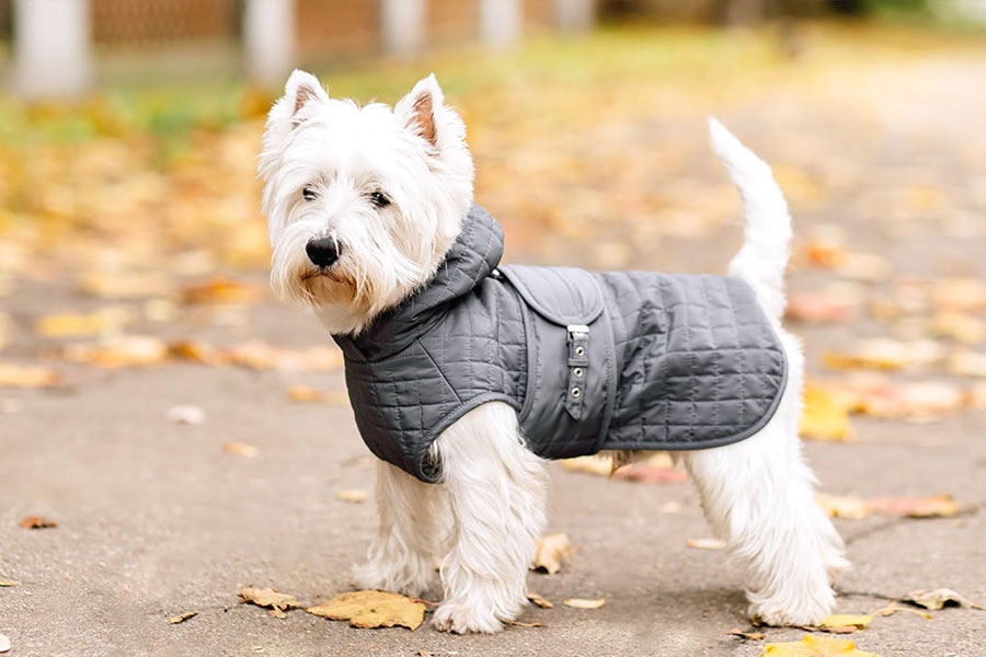 Changshu Xiaoma Pet Products Co., LTD.